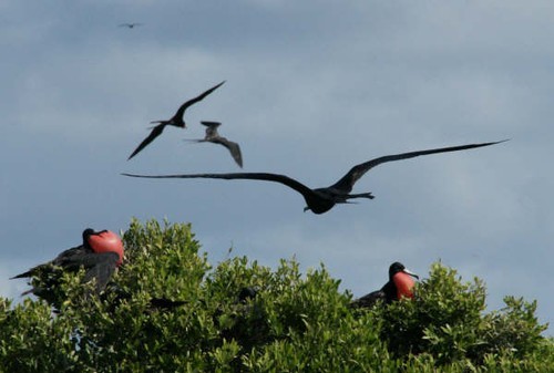 Frigatebird colony © SW